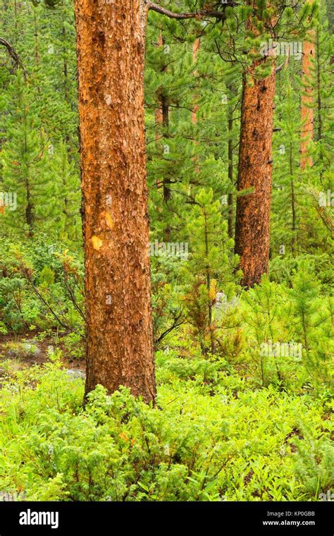 Bosque De Pinos En Crazy Creek Camping Shoshone National Forest