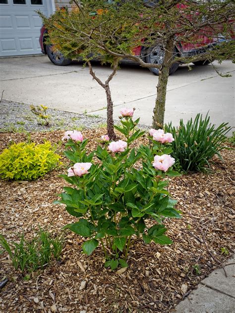 Paeonia Picotee W Xpeony Y Paeonia Picotee W Flickr