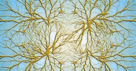 What are neuron dendrites?