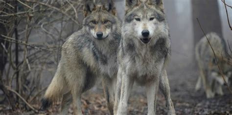 Total 48 Images Caracteristicas De Un Lobo Gris Viaterra Mx