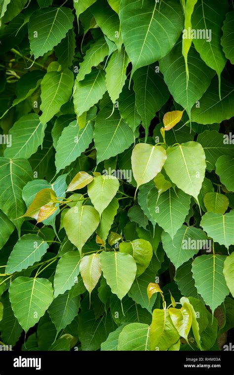 green bodhi leaves, bodhi tree Stock Photo - Alamy