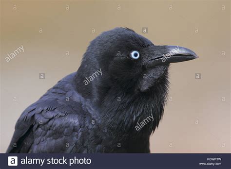 Raven Species Hi Res Stock Photography And Images Alamy