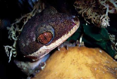 Over 1000 new species discovered in New Guinea (PHOTOS) | IBTimes