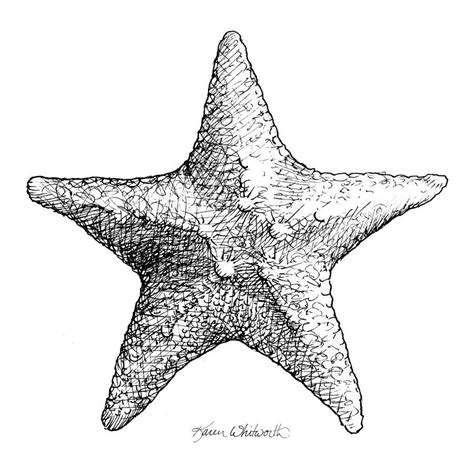 Starfish Pencil Drawing At Explore Collection Of