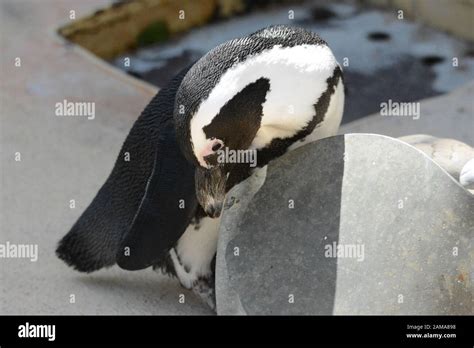 Visiting The Zoo Stock Photo Alamy