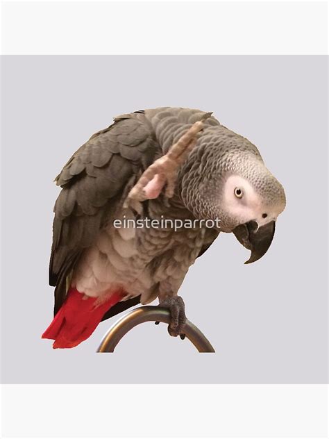 "Einstein African Grey Parrot Waving" Throw Pillow by einsteinparrot ...