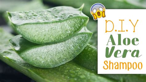 D I Y Natural Homemade Aloe Vera Shampoo Hair Growth Youtube