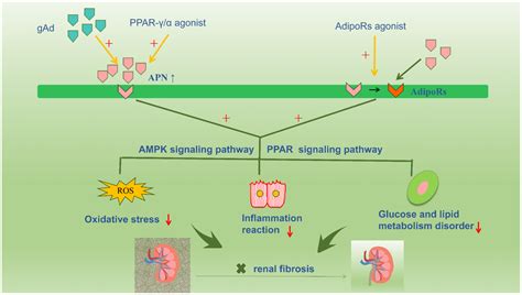 Adiponectin In Renal Fibrosis Aging