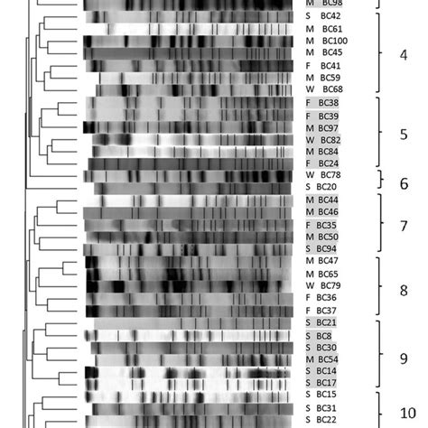 Pfge Profile Of Smai Digested Dna Of Bacillus Cereus Isolates