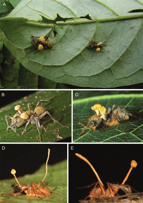 Ophiocordyceps Lloydii And Ophiocordyceps Binata A C Ophiocordyceps Download Scientific