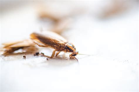 Cockroach Extermination Columbus In Yes Pest Pros