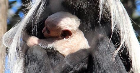 Adorable baby monkey born at Greenville Zoo