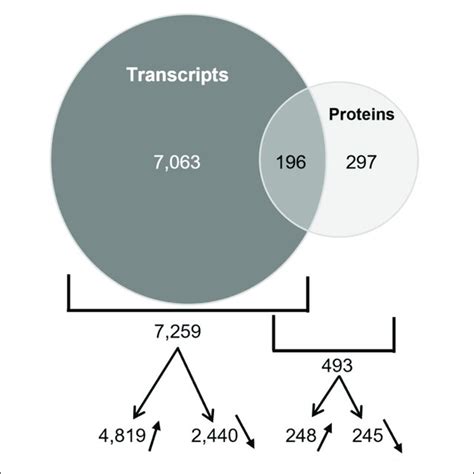 Overlapping Of Transcripts And Proteins Differentially Accumulated In Download Scientific