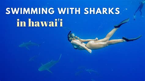 SWIMMING WITH SHARKS IN HAWAI'I!! | Shark, Swimming, Hawaii