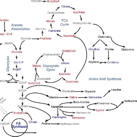 Metabolic Pathway Summarizing The Coverage Of The C Reinhardtii