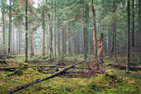 In The Autumn Forest November 2019 Valery Vozhdaev Flickr