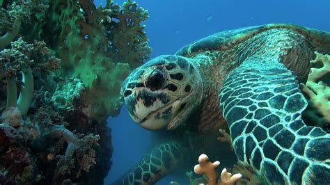 Scuba Diving And Marine Life Hawksbill Turtle Red Sea Youtube