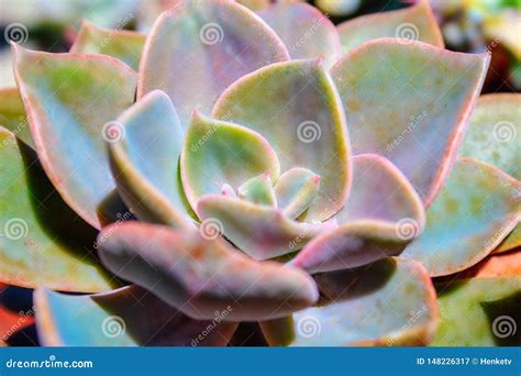 Closeup Succulent Blue Plant Cactus Echeveria Stock Image Image Of