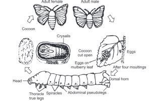 Bombyx mori: External Morphology and Life Cycle - Biology Ease