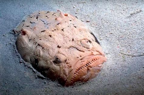 15 Terrifying Things In The Ocean, Because 'Jaws' Has Nothing On These Scary Sea Creatures