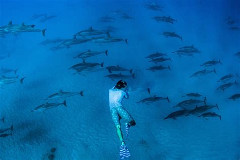 Swimming With Wild Dolphins On Oahu Hawaii Dolphin Experience