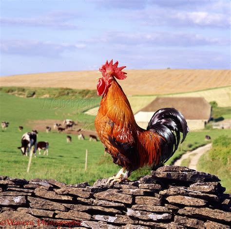 Rooster Crowing Photo Wp07203