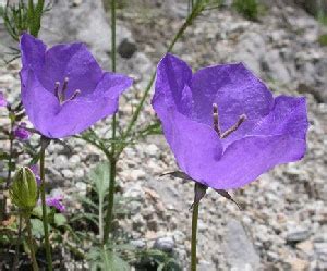 Campanula Carpatica Alpine Garden Society