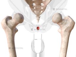 Conjoined Longitudinal Anal Sphincter BioDigital Anatomy