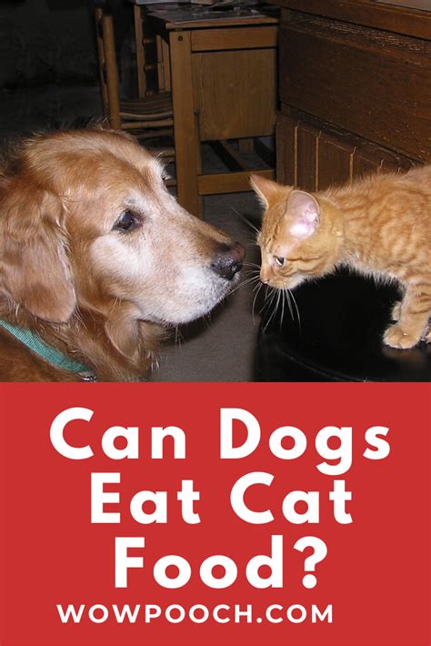 Can Cats Eat Dog Food