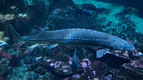 What Is Sturgeon Conservation And Why Its Needed Sturgeon Industry