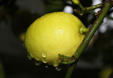 C Mo Conservar Limones Frescos M S Tiempo Gastronom A C A