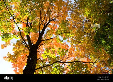 Autumn Sugar Maple Giuffrida Park Meridan Connecticut Stock Photo