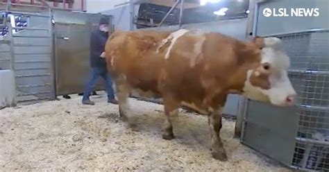 Must See Lot 53 4 Star Pedigree Simmental Heifer At Ballybofey