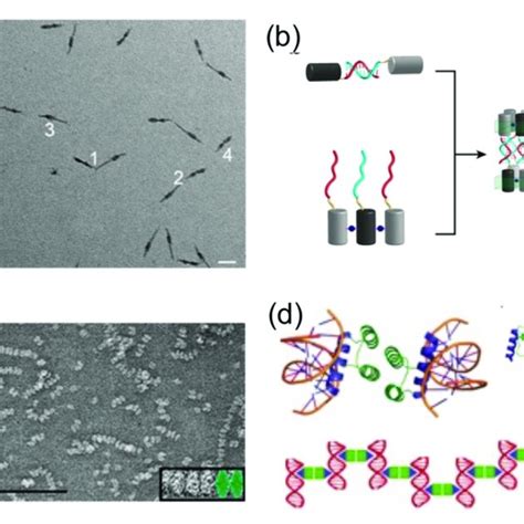 Approaches To Link Proteins And Dna A Covalent Conjugation S S