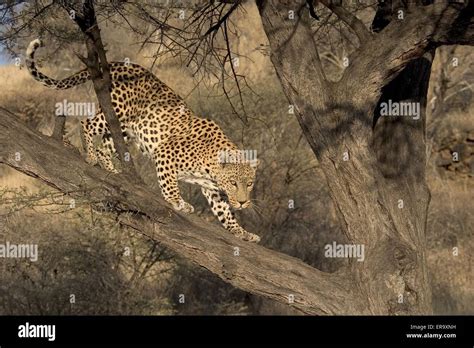 Leopardo En El árbol Fotografías E Imágenes De Alta Resolución Alamy