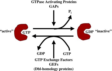 GTPアーゼ - GTPase - JapaneseClass.jp