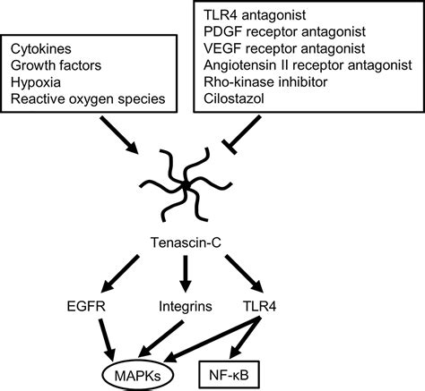 Frontiers The Role Of Tenascin C In Tissue Injury And Repair After Stroke