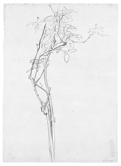 John Singer Sargent Rose Branch Study For Carnation Lily Lily