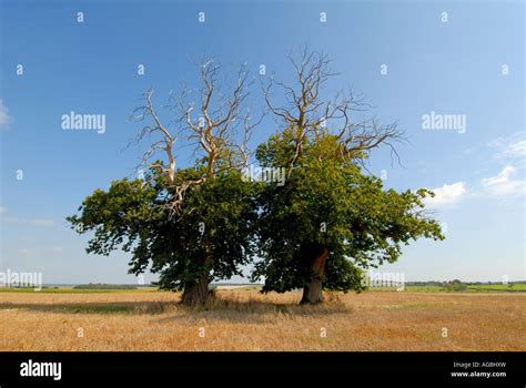 Dying Spanish Chestnut Trees Castanea Sativa With Blight Disease Sud