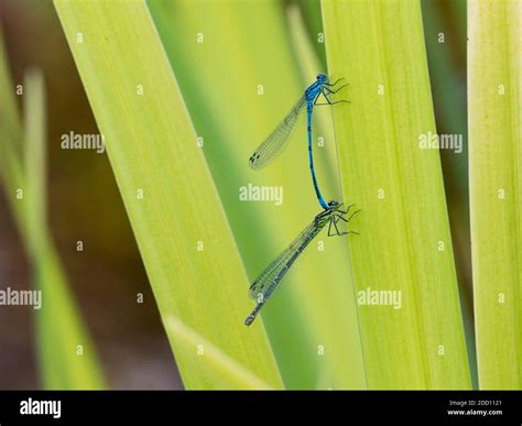 Large Red Damselflies Pyrrhosoma Nymphula On Iris Leaves In A Pond