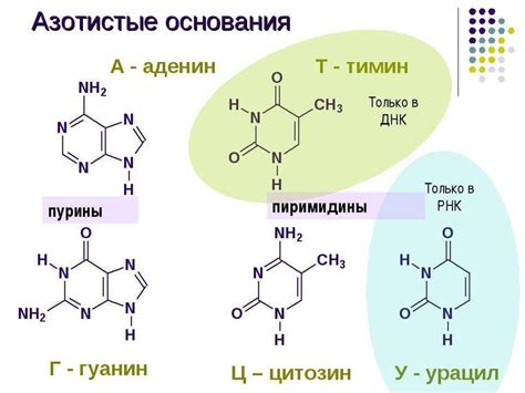 Нуклеиновые кислоты - презентация онлайн