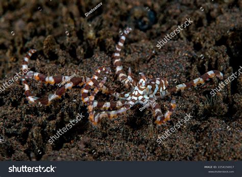 Juvenile Wunderpus Octopus Wunderpus Photogenicus Underwater Stock