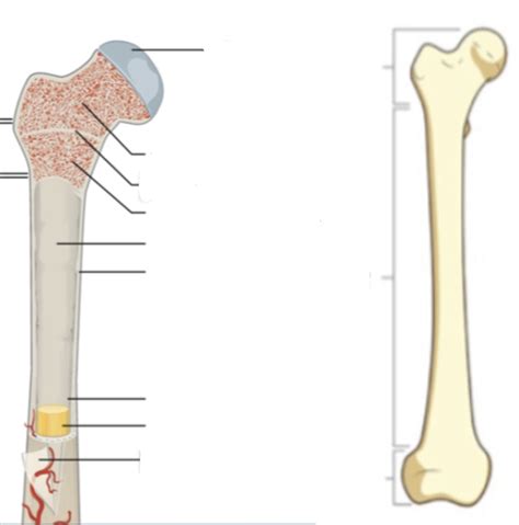 Long Bone Labeling Diagram Quizlet