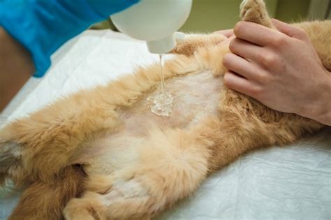 El médico realiza un examen de ultrasonido del abdomen del gato Foto