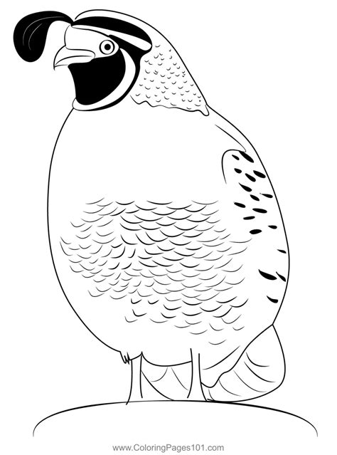 California Quail Male Coloring Page For Kids Free Quails Printable