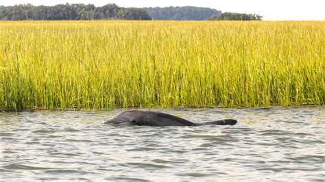 Hilton Head 2 Hour Private Dolphin Tour