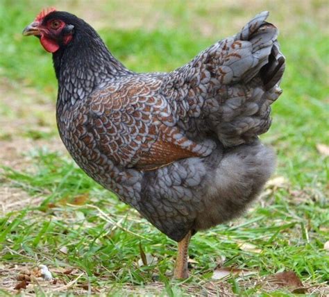 Blue Double Laced Wyandotte Hen Chickens Backyard Laying Chickens