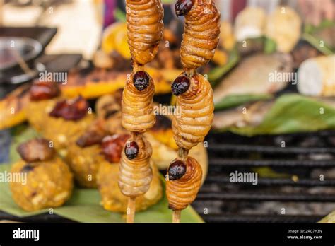 La larva de Rhynchophorus palmarum más conocida como Suri en la selva