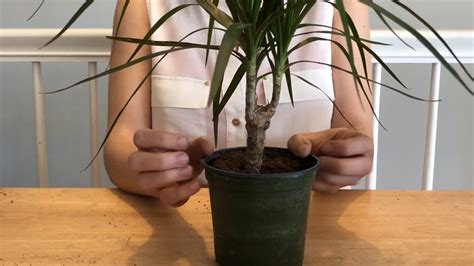 Asmr No Talking Fast Tapping Dragon Tree Repotting Youtube