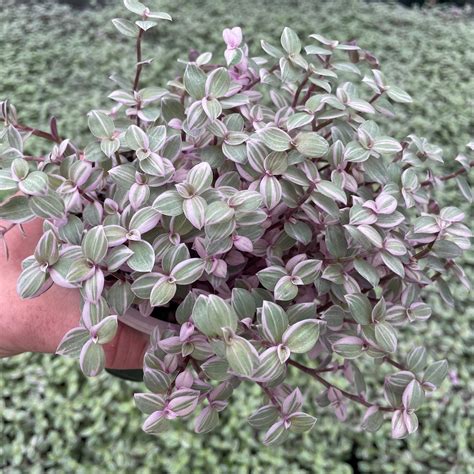 Callisia Repens Rosata Turtle Vine 4 5 Pot Little Prince To Go